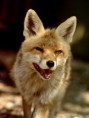 /album/fotogaleria/liska-rrrychla-jpg/